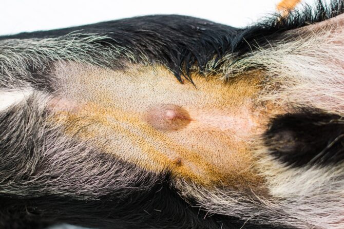 Abdominale Hernia bij de Hond
