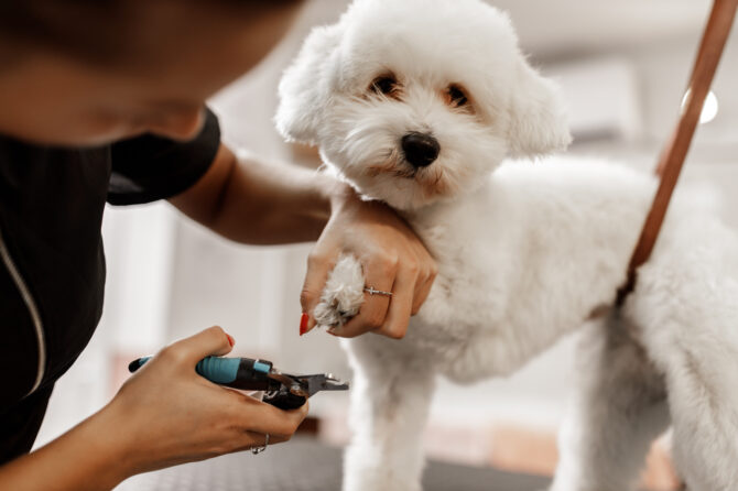 Afgescheurde nagel bij de hond