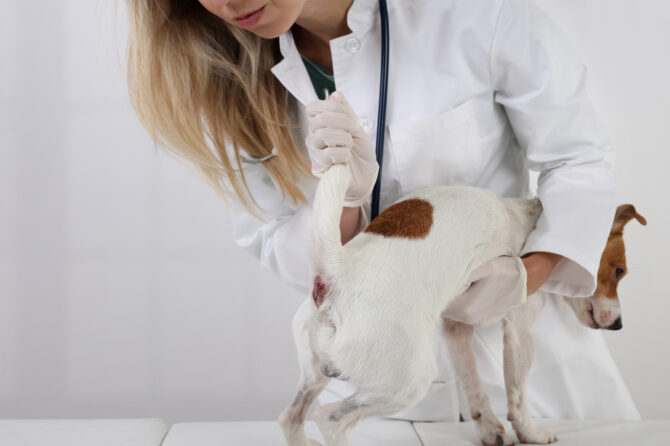 Anaalklierproblemen bij de hond