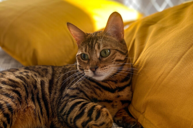 Anisocorie bij de kat