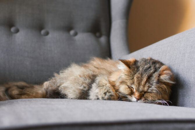 Artrose bij de Kat