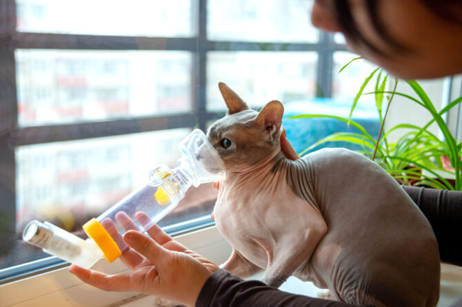 Astma bij katten
