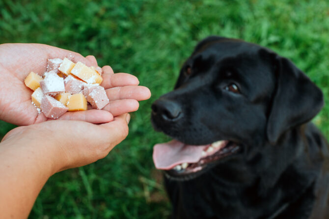 Bizarre vergiftigingen bij honden