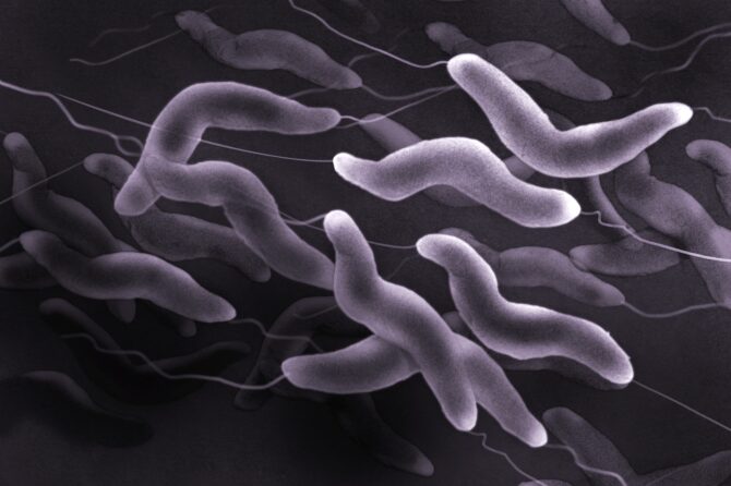 Campylobacter Infectie bij Katten