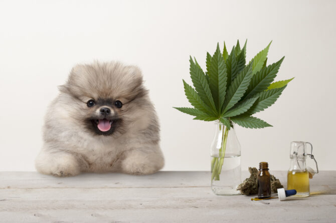 CBD bij de hond