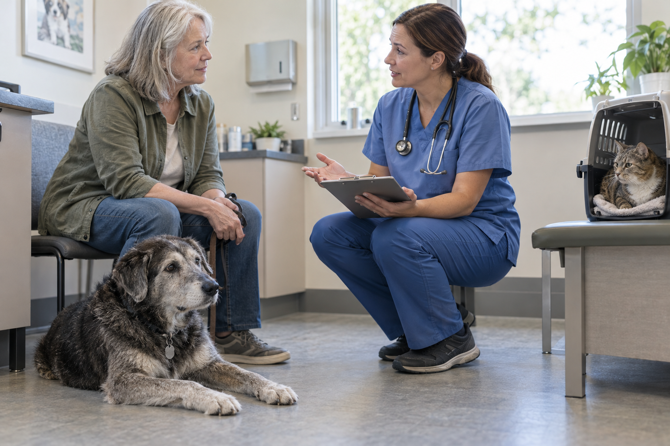 Oudere hond met grijze snuit ligt bij zijn eigenaar terwijl een dierenarts een behandelplan bespreekt; een gestreepte kat zit rustig in een open reismand.