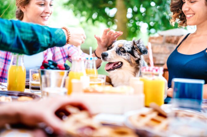 Cocktailprikkers satéstokjes en je hond