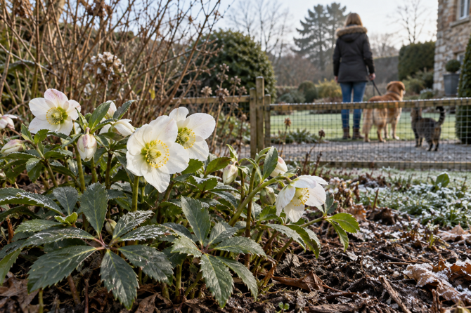 Botanisch correcte witte Helleborus niger in een wintertuin, met hond en kat veilig achter een lage afsluiting.