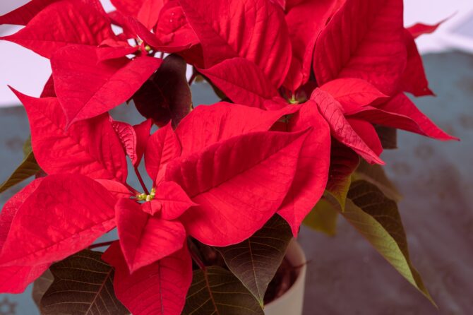 De Kerstroos een Vergiftigd Geschenk
