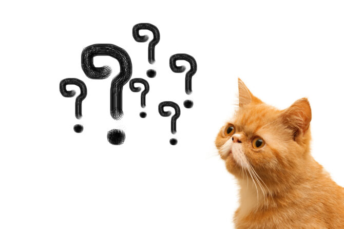 De lichaamstaal van katten