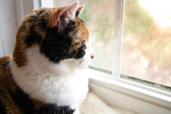 De senior kat