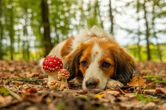 De Vliegenzwam is Giftig voor Honden