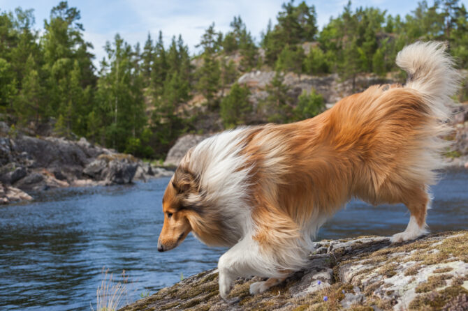 De voordelen van Schotse zalmolie voor de hond