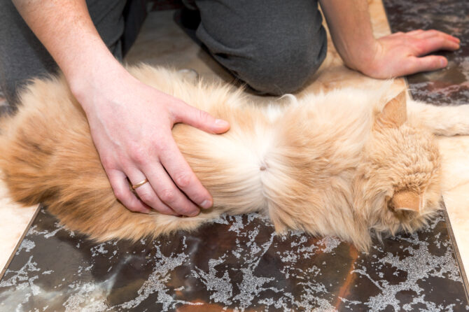 De ziekte van Lyme bij katten