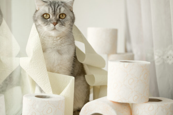 Diarree bij honden en katten