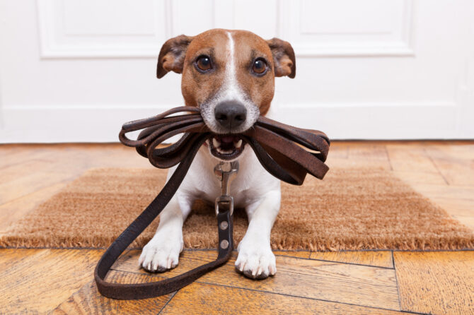 De juiste leiband voor je hond