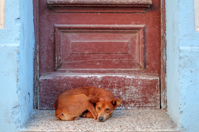 Een hond adopteren uit het buitenland?