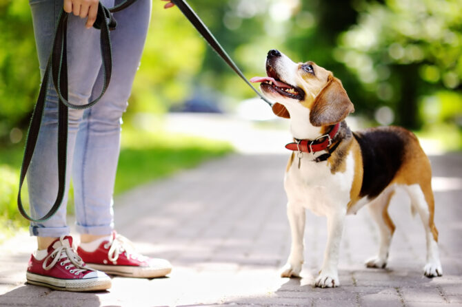 Hond aan de lijn
