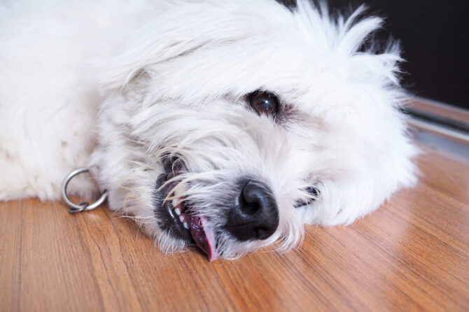 Epilepsie bij honden