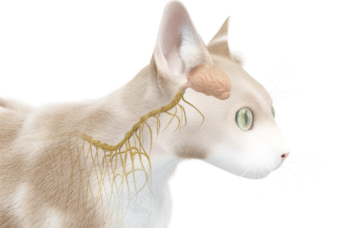 Epilepsie bij katten