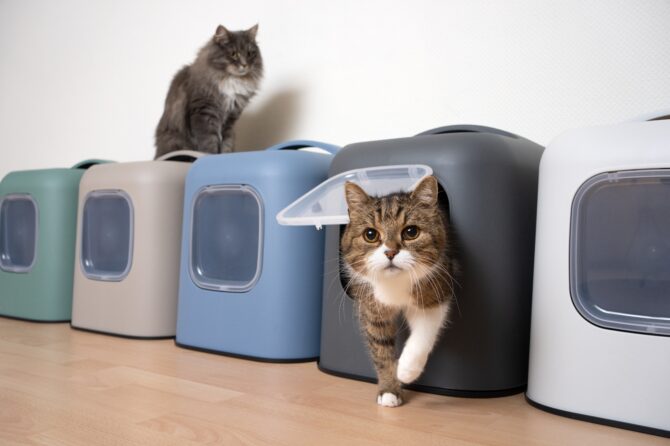 Hoeveel kattenbakken moet je in huis hebben?