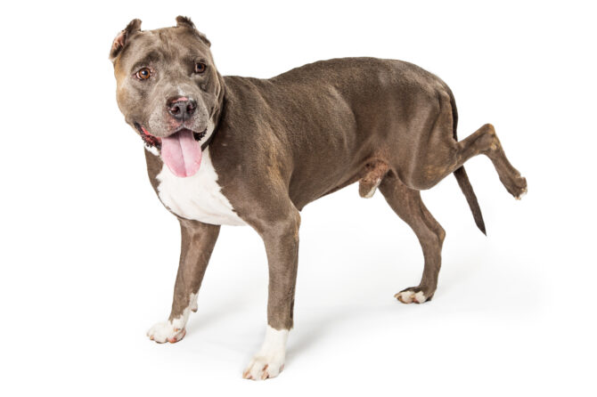 Gescheurde kruisband bij honden