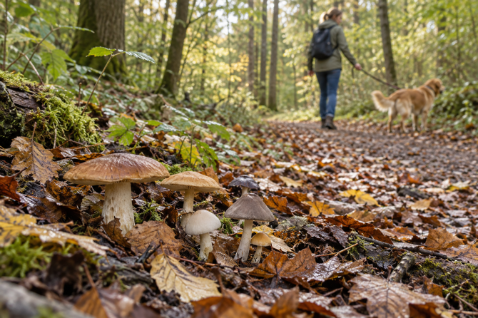 Gemengde onbekende paddenstoelen in het bos terwijl een eigenaar haar aangelijnde hond op ruime afstand weg leidt.
