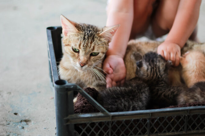 Gratis kittens Een utopie