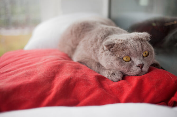 Heeft mijn kat stress?