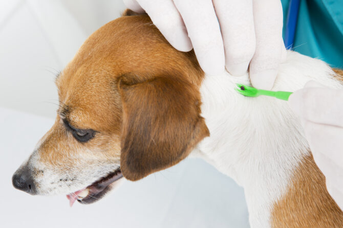 Het tekenseizoen bij honden