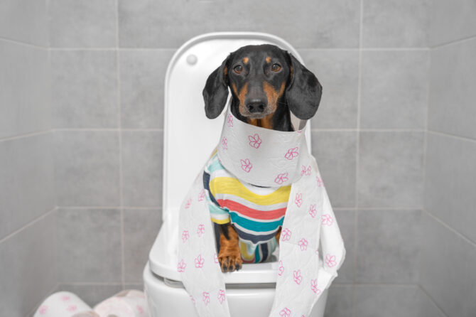 Buikpijn bij honden en katten