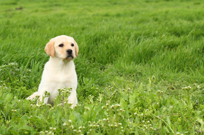 Hoe je puppy zindelijk maken?