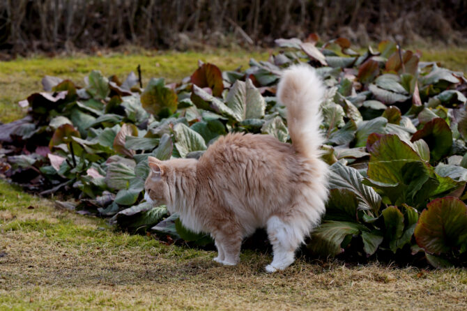 Hoe kan je voorkomen dat katten in huis sproeien?