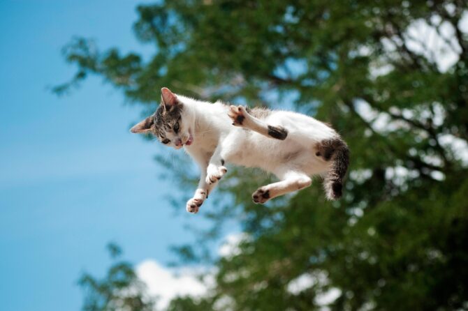 Hoe katten altijd op hun pootjes terechtkomen
