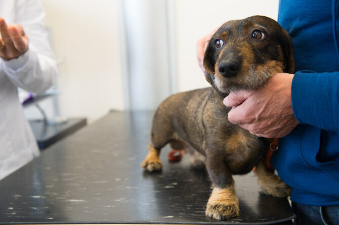 Hoe om te gaan met angstige huisdieren bij de dierenarts?