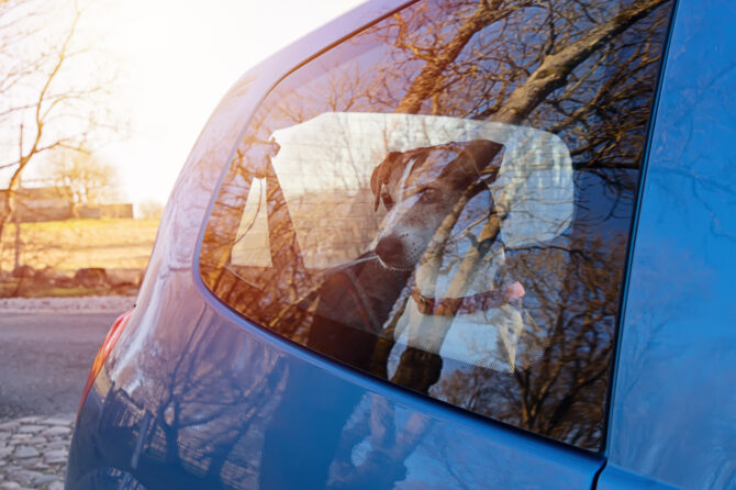 Honden kunnen snel oververhitten in de auto