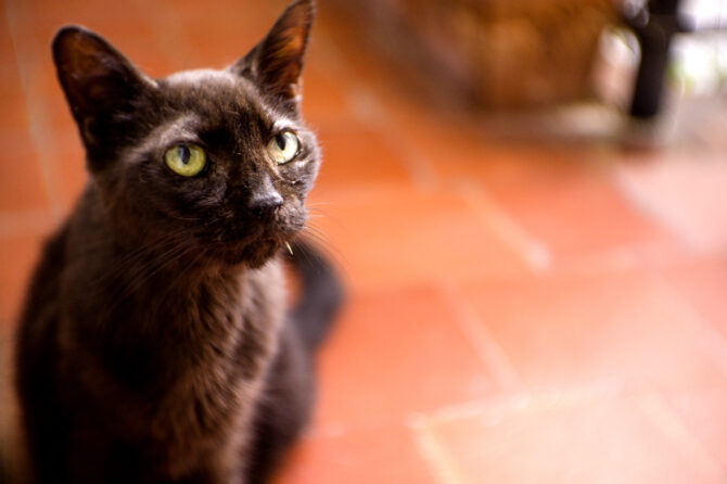 Hypothyreoïdie bij Katten