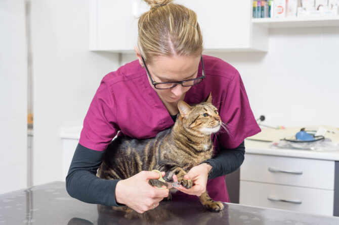 Ingegroeide nagel bij katten