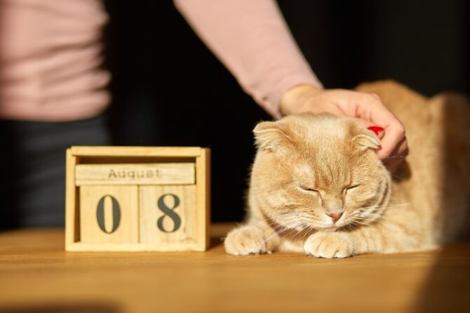 Internationale kattendag