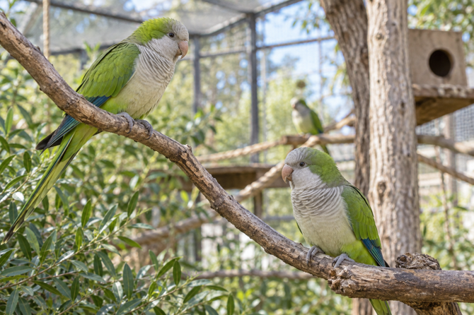 Twee groene monniksparkieten zitten rustig op takken op verschillende hoogtes in een lichte volière.