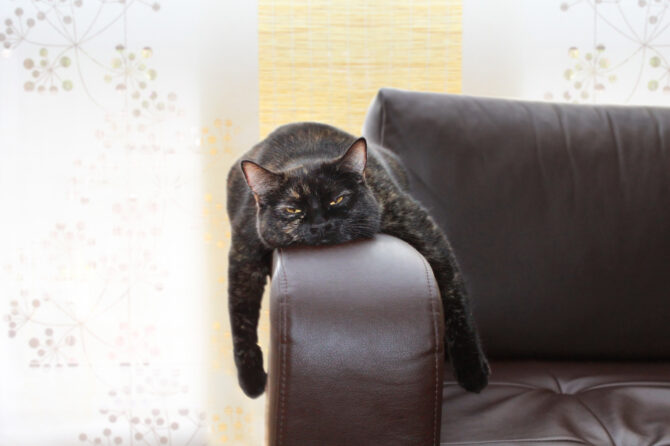 Kunnen katten hoofdpijn hebben?
