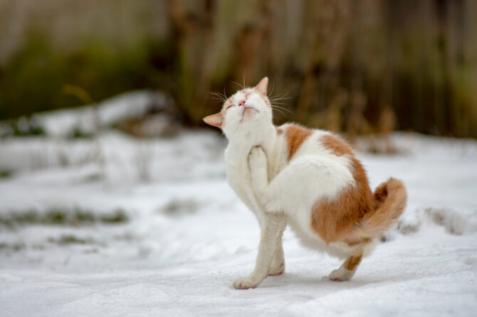 Kunnen katten vlooien hebben in de winter?