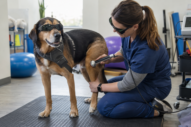 Dierenarts behandelt de knie van een hond met een therapeutische laser; beiden dragen oogbescherming.