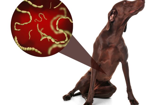 Lintwormen bij honden