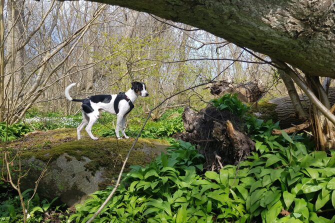 Look is giftig voor honden