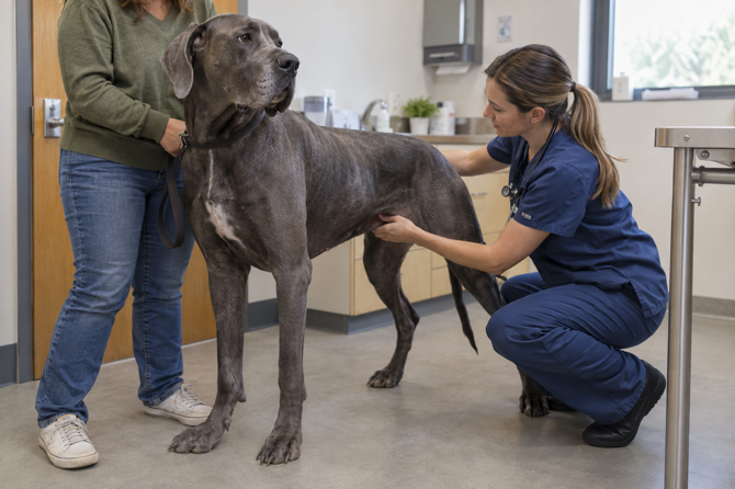 Dierenarts onderzoekt de buik van een grote hond tijdens een spoedconsult.