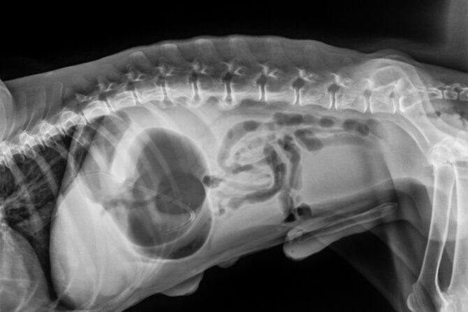 Maagkanteling of Maagtorsie bij de Hond
