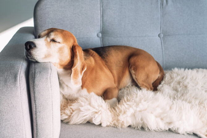 Geen slapende honden wakker maken!