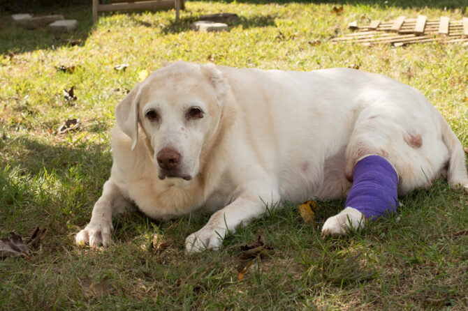 Mastceltumor bij de hond