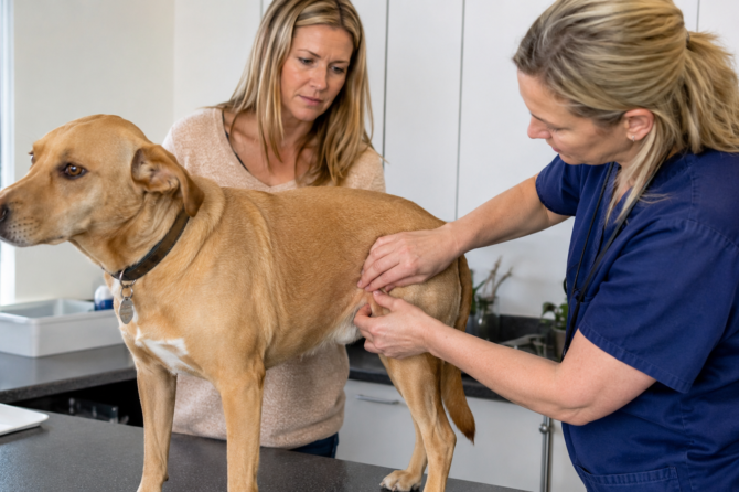 Dierenarts onderzoekt een kleine huidknobbel op de flank van een hond die later als mastceltumor kan worden onderzocht.